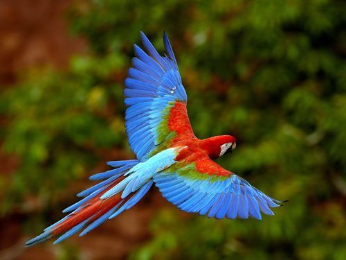 Scarlet Macaw