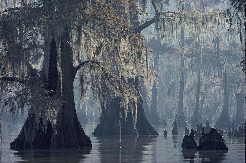 Old-growth cypress forest.